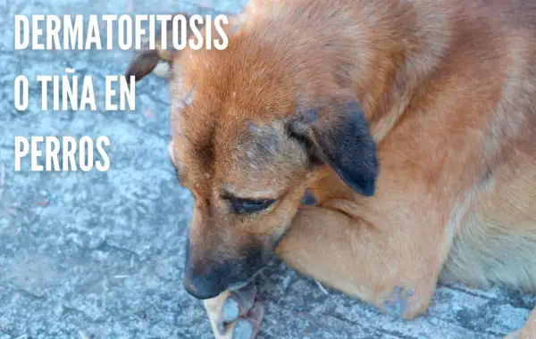 Perro con lesiones cutáneas visibles, indicativas de tiña en perros.