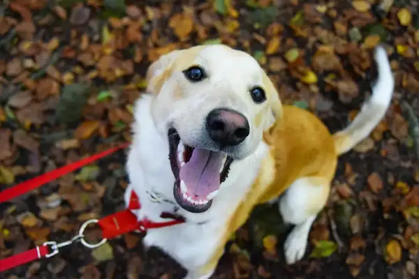 Un chien heureux profite d'une belle journée pour randonner avec son chien, la langue pendante et la queue en l'air.