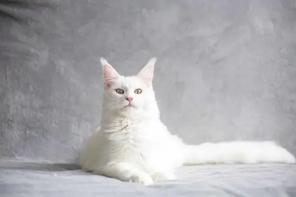 Piękny biały maine coon z puszystym ogonem i charakterystycznymi pędzelkami na uszach, leży na szarym tle.
