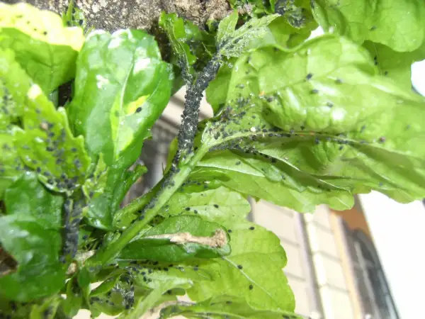 Un'infestazione di cocciniglie nere ricopre i fusti e le foglie di una pianta di basilico, compromettendone la salute.