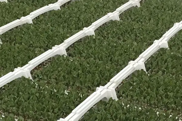 Rzędy młodych roślin, prawdopodobnie buraków, w szklarni. Białe, plastikowe elementy systemu verimark dzielą plantację na sekcje.