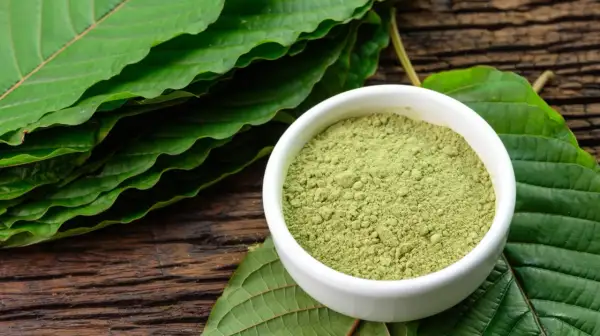 Zielony proszek kratomu w miseczce, otoczony liśćmi. Czy kratom w Polsce zyska na popularności?