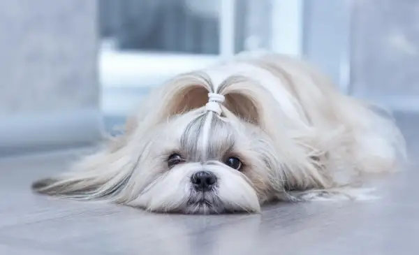 Słodki shih tzu z uroczą kokardką na głowie, leżący na podłodze. Jego łagodny charakter widać w spojrzeniu.