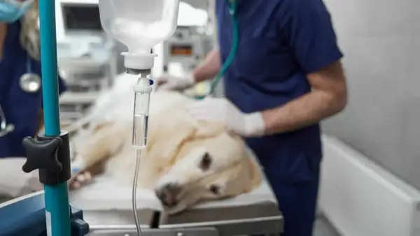 Perro recuperándose en clínica veterinaria, con suero y veterinario vigilando posibles efectos secundarios después de la anestesia en perros.