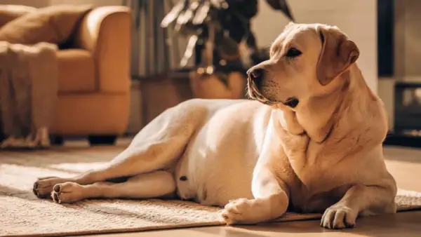 Labrador dorado descansando en alfombra. ¿Como saber si mi perra está embarazada? Observa cambios en su comportamiento y apetito.