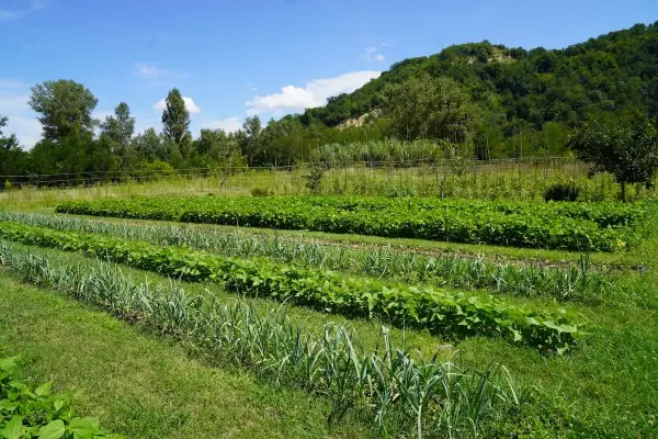 Un rigoglioso orto in permacultura con file ordinate di verdure, tra cui aglio e fagioli, sotto un cielo azzurro.