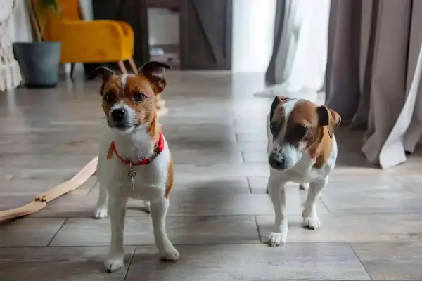 Dwa psy rasy jack russell terrier. Ich wady to nadmierna energia i potrzeba uwagi, ale ich urok rekompensuje wszystko.