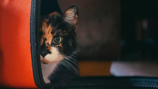 Trójkolorowy kot spogląda z pomarańczowego transportera.