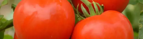 Co ile sadzić pomidory, aby uniknąć błędów w uprawie?