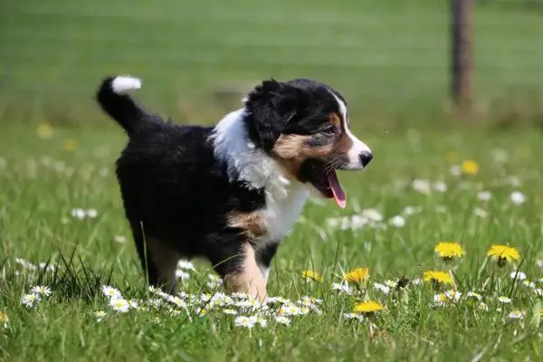 Ein süßer Berner Aussie Mix Welpe hechelt im Gras zwischen Gänseblümchen und Löwenzahn.