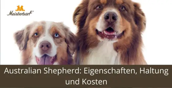 Zwei Australian Shepherds, ein Blick auf ihre Bedeutung und Eigenschaften.