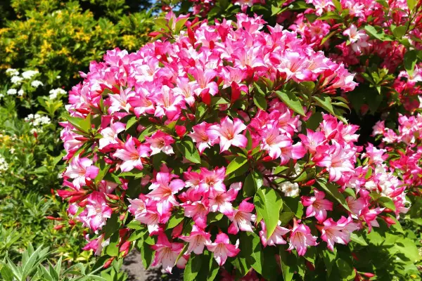 Gros plan sur un buisson de lauriers-roses roses et blancs en pleine floraison.