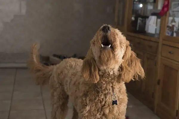Perro lanudo marrón aúlla, quizás probando un antiladridos casero.