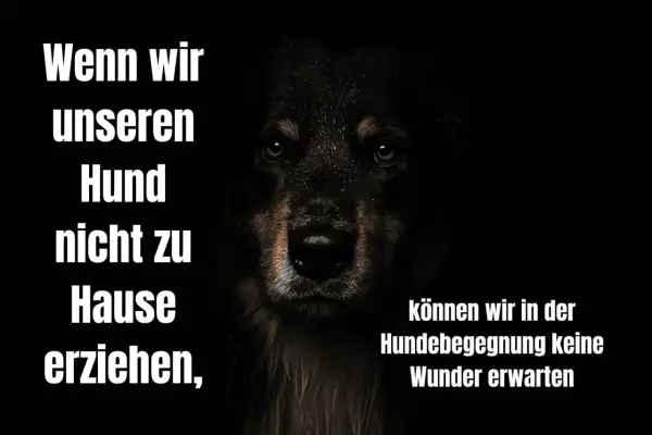 Dunkles Bild mit dem Gesicht eines Hundes. Text: "Wenn wir unseren Hund nicht zu Hause erziehen, können wir in der Hundebegegnung keine Wunder erwarten.