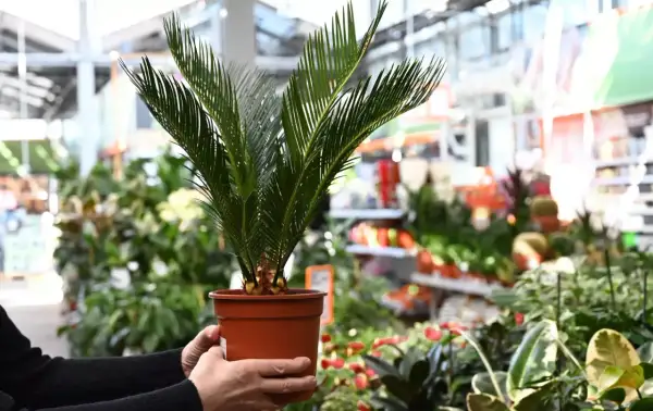 Dłoń trzymająca doniczkę z młodą palmą w centrum handlowym z roślinami.