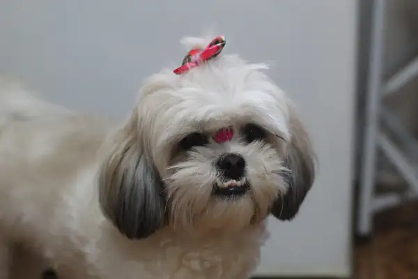 Uroczy shih tzu z kokardką na głowie i błyszczącym zdobieniem na czole. Długowieczność tych psów, czyli ile żyją shih tzu, zależy od wielu czynników.