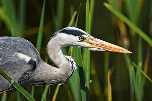 Un héron gris, perché dans les roseaux, observe attentivement. Sa patience est la clé pour savoir comment le héron attire les poissons, attendant le moment parfait pour frapper.