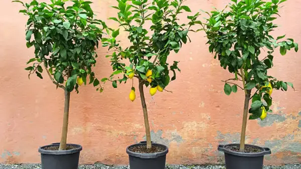 Tres pequeños árboles de limón en macetas negras, con limones amarillos colgando de sus ramas, frente a una pared de color salmón.