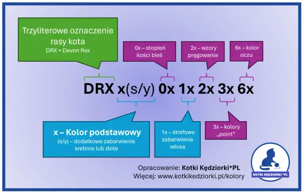 Devon Rex Point - Cechy, pielęgnacja i cena kociaka tej rasy
