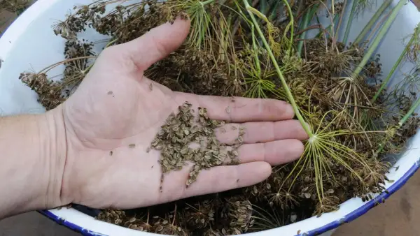 Hand holding dill seeds, ready for planting. This dill is winterhart, ensuring a harvest even in colder months.