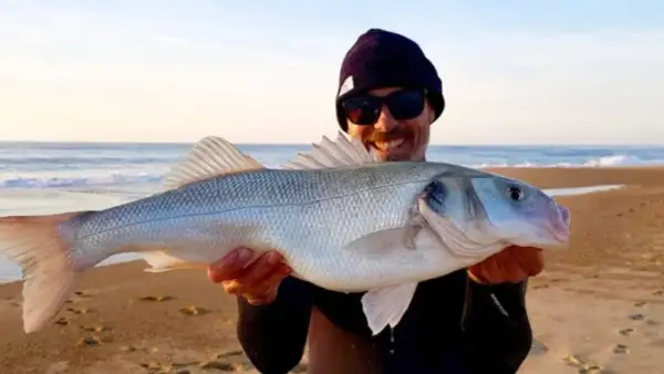 Glücklicher Angler hält stolz einen schönen Barsch Salzwasser am Strand.