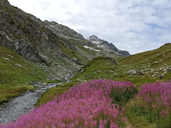 Un sentiero serpeggia tra fiori viola e un ruscello alpino, con montagne imponenti a fare da sfondo. Un'indimenticabile valle d'Aosta estate.