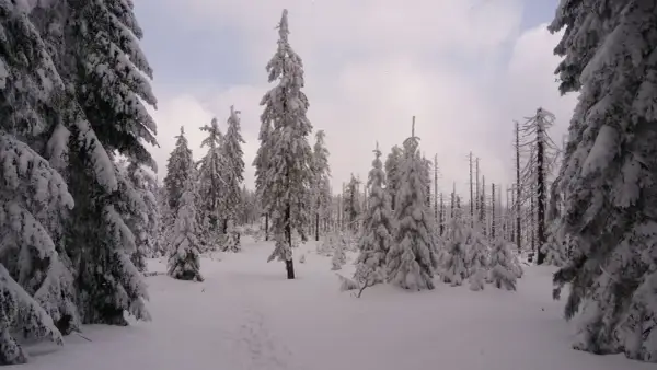 Śnieżny las na Kubalonce, gdzie ślady na śniegu prowadzą przez zasypane drzewa. Wisła w zimowej odsłonie.