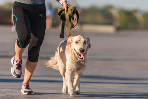 Corriendo con un golden retriever, aprendiendo como educar a un golden retriever con paciencia y ejercicio.