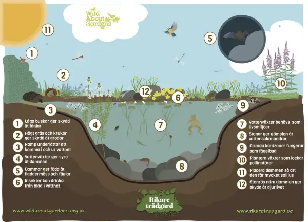 En illustration som visar hur man kan bygga damm i trädgården för att gynna djurlivet, med fåglar, grodor, insekter och fladdermöss.