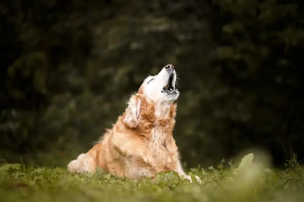 Złoty retriever siedzi na trawie i wyje, jakby opowiadał historię, dlaczego pies wyje.