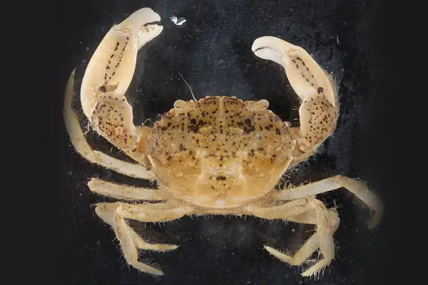Mały, brązowy krab z kropkami na pancerzu i szczypcach, na czarnym tle.