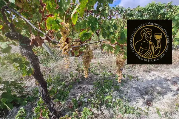 Grappoli dorati di uva bianca pendono da una vite. Un logo circolare con un uomo greco e la scritta "Greco di Bianco DOC" suggerisce un pregiato vino greco di bianco.