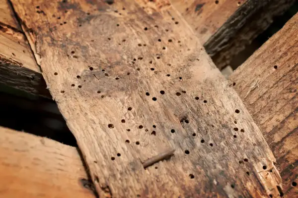 Legno rovinato dai tarli, con tanti piccoli fori. Forse i tarli del legno rimedi della nonna potrebbero aiutare.