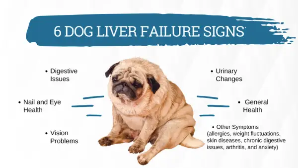 A pug sits looking sad, illustrating 6 dog liver failure signs like digestive issues, vision problems, and general health changes.