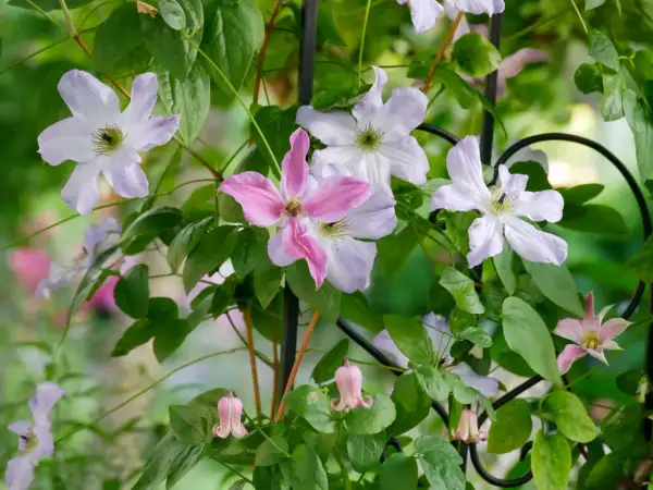 Clematis-Blüten in Rosa und Lila blühen üppig an einem Rankgitter. Der ideale clematis standort ist sonnig bis halbschattig.