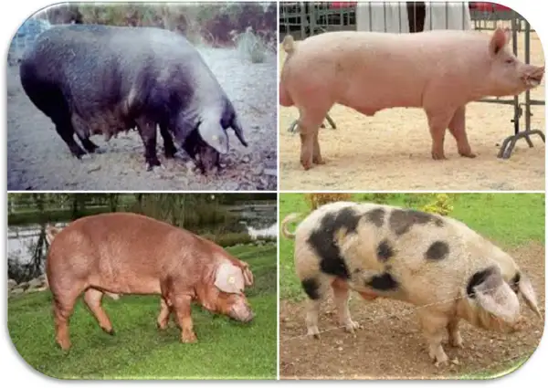 Quattro immagini di maiali di diverse razze, tra cui un maiale nero, uno rosa, uno marrone e uno pezzato, che mostrano la varietà delle razze di maiali giganti.