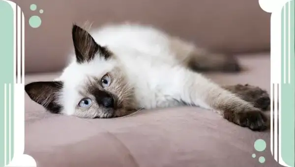 Cuánto dura un gato: descubre los secretos de su longevidad real
