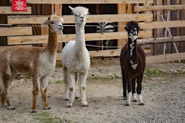 Trzy alpaki w mini zoo Zakopane: brązowa, biała i ciemnobrązowa. Za nimi widać fragment zagrody z zebrą.