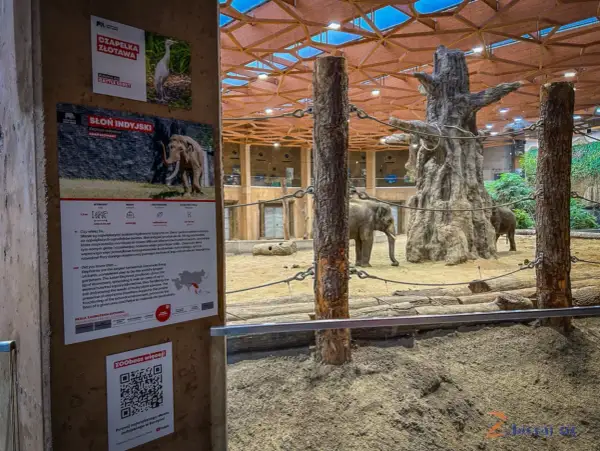 Słonie w zoo, ciekawe informacje o nich i inne atrakcje Łódź i okolice.