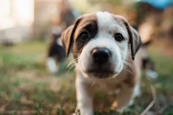 Un tierno cachorro de dos colores, con una mancha marrón en un ojo, explora el mundo. Es el momento en que empiezan a ver los cachorros.