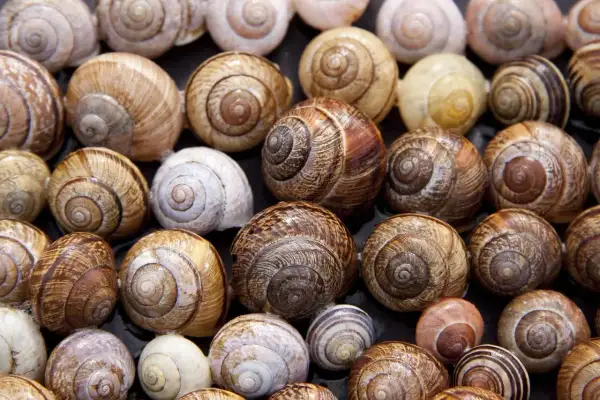 Gusci di lumache di varie dimensioni e colori, pronti per un progetto di allevare lumache in casa.