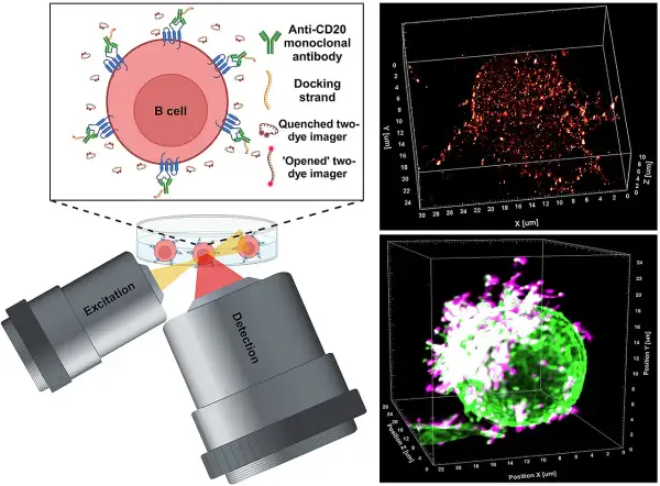 Immuntherapie: B-Zelle mit Anti-CD20-Antikörpern markiert, zeigt die Anwendung bei Krebsarten. 3D-Mikroskopie visualisiert die Zellreaktion.