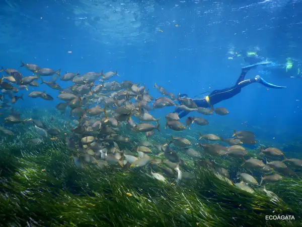 Banquete de peces en Cabo de Gata. Un buceador observa la vida marina en un prado de posidonia.