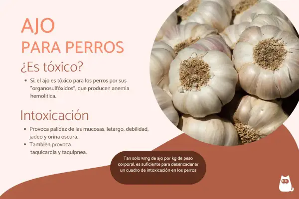 Ajo para perros: ¿es tóxico? El ajo es tóxico para los perros, causando anemia. ¡Cuidado con la intoxicación!
