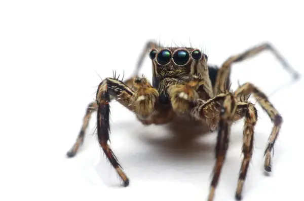 Jak nazywa się lęk przed pająkami? Poznaj arachnofobię i leczenie