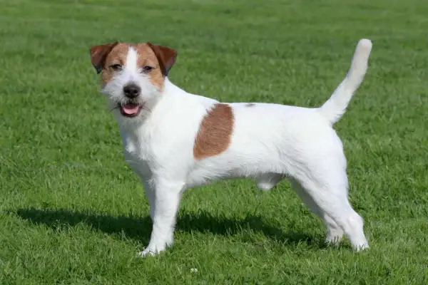 Wesoły jack russell terrier z brązową łatką na boku stoi na zielonej trawie, gotowy do zabawy.