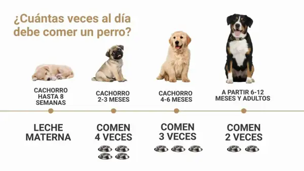 La imagen muestra cuántas veces al día come un perro según su edad: cachorros hasta 8 semanas comen leche materna, de 2-3 meses 4 veces, de 4-6 meses 3 veces, y a partir de 6-12 meses y adultos 2 veces.