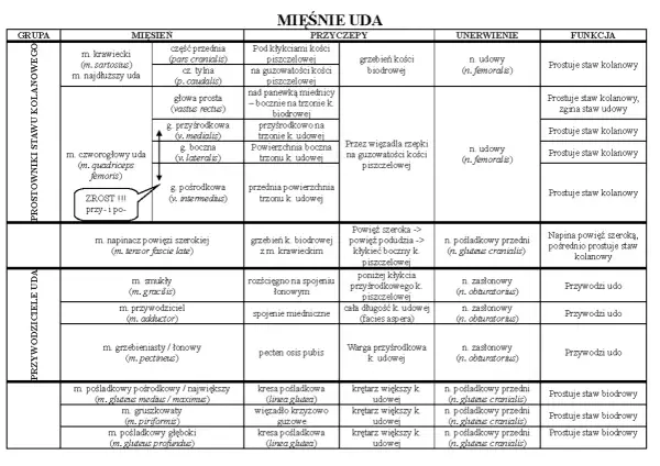 Tabela przedstawia mięśnie uda, ich przyczepy, unerwienie i funkcje. Mięśnie uda to m.in. prostowniki i przywodziciele.