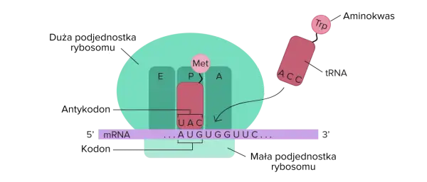 Proces translacji: rybosom odczytuje mRNA, tRNA z tryptofanem (Trp) dopasowuje się do kodonu.