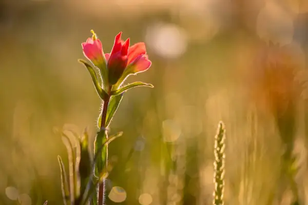 A delicate pink wildflower glows in the golden light of spring photography, its fuzzy stem catching the sun.
